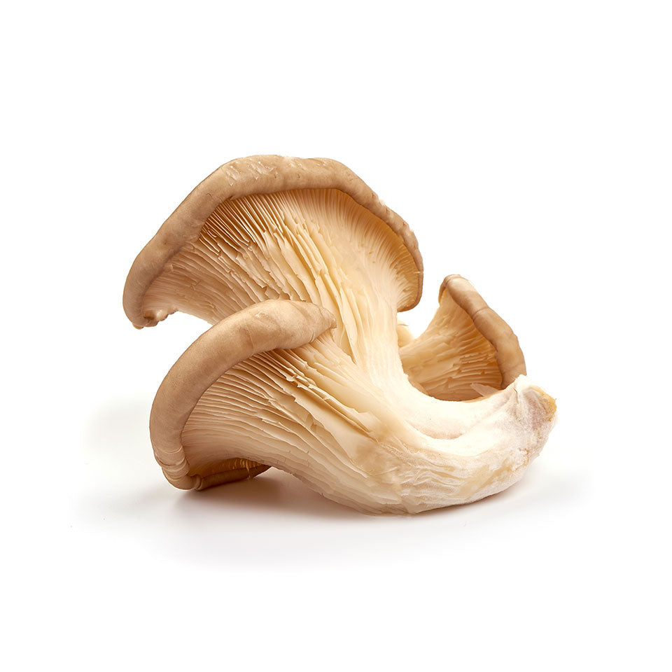 Oyster Mushroom