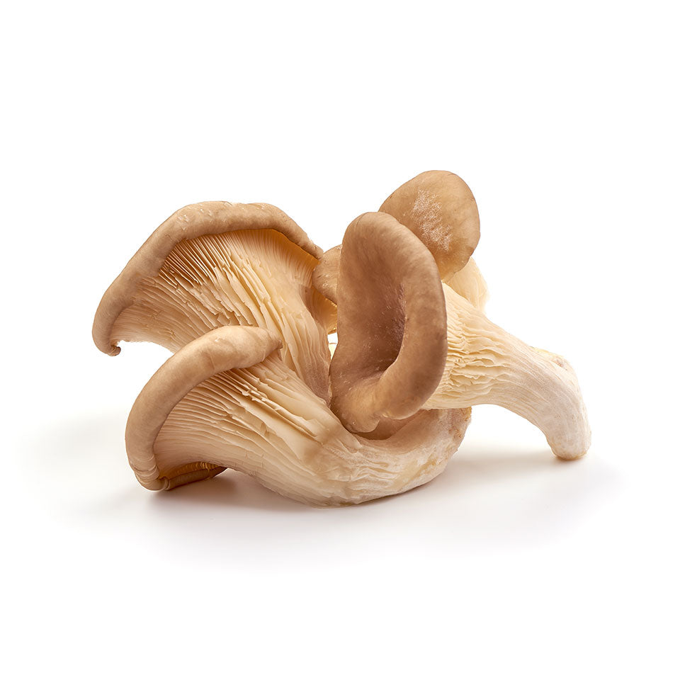 Oyster Mushroom