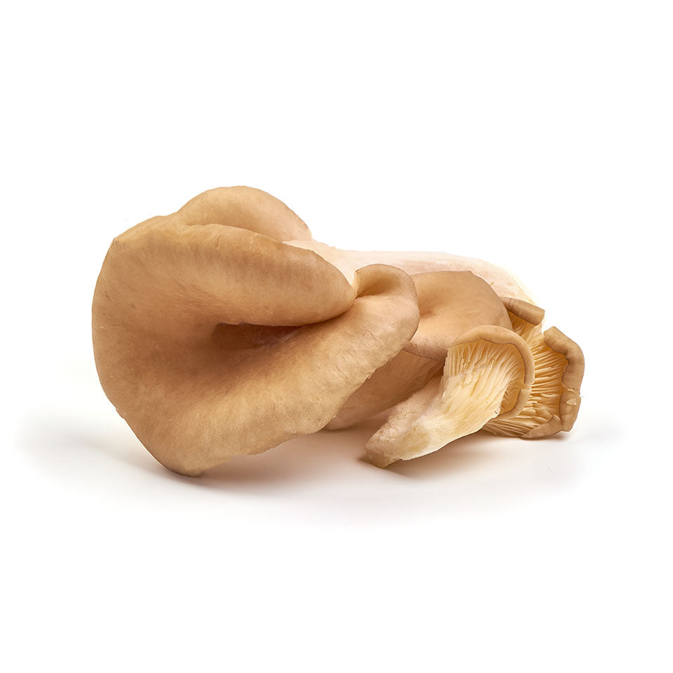 Oyster Mushroom
