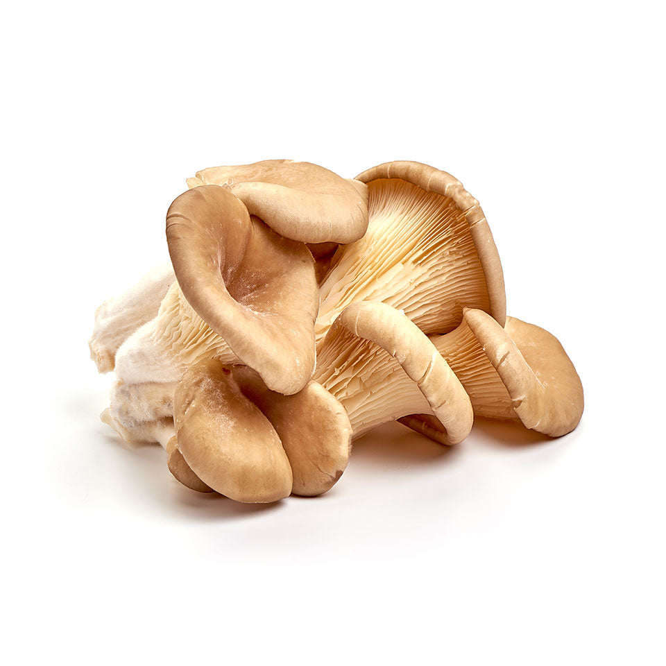 Oyster Mushroom